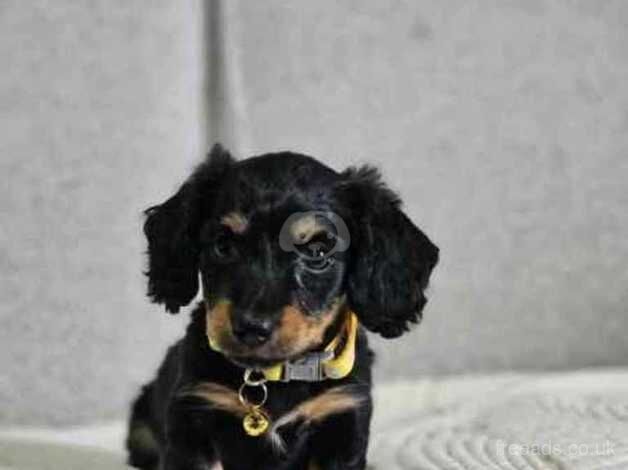 Kc litter of the year Dachshund puppies for sale in Swindon, Wiltshire - Image 1