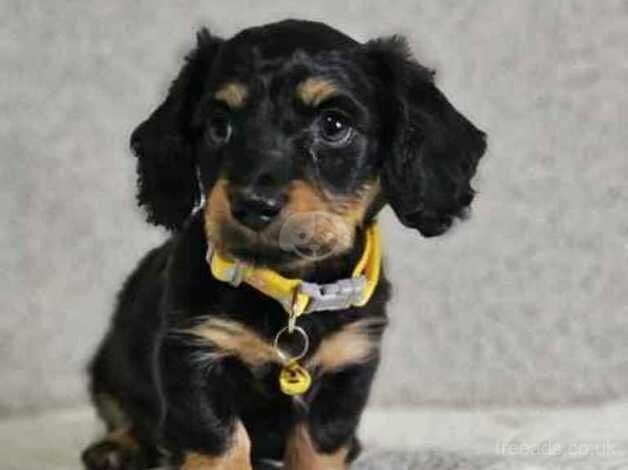 Kc litter of the year Dachshund puppies for sale in Swindon, Wiltshire - Image 2