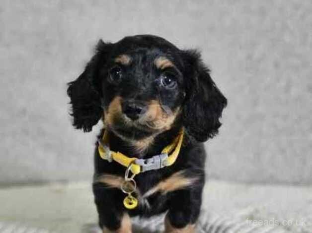 Kc litter of the year Dachshund puppies for sale in Swindon, Wiltshire - Image 3