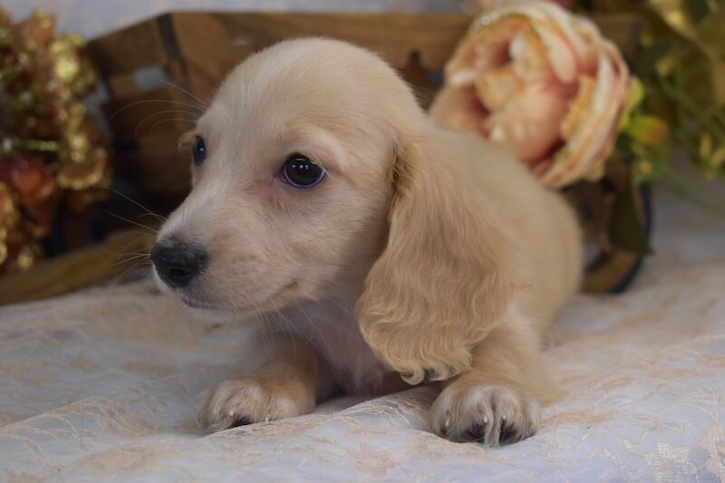 KC Long Coat Miniature Dachshund Puppies for sale in King's Lynn, Norfolk