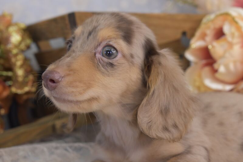 KC Long Coat Miniature Dachshund Puppies for sale in King's Lynn, Norfolk - Image 1