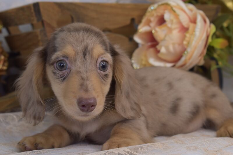 Dachshunds for sale in King's Lynn, Norfolk