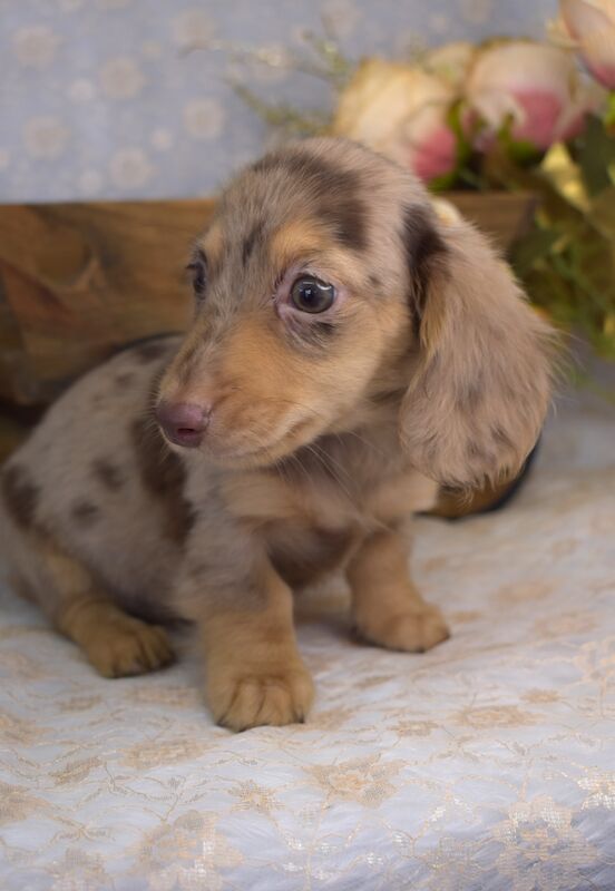 KC Long Coat Miniature Dachshund Puppies for sale in King's Lynn, Norfolk - Image 3