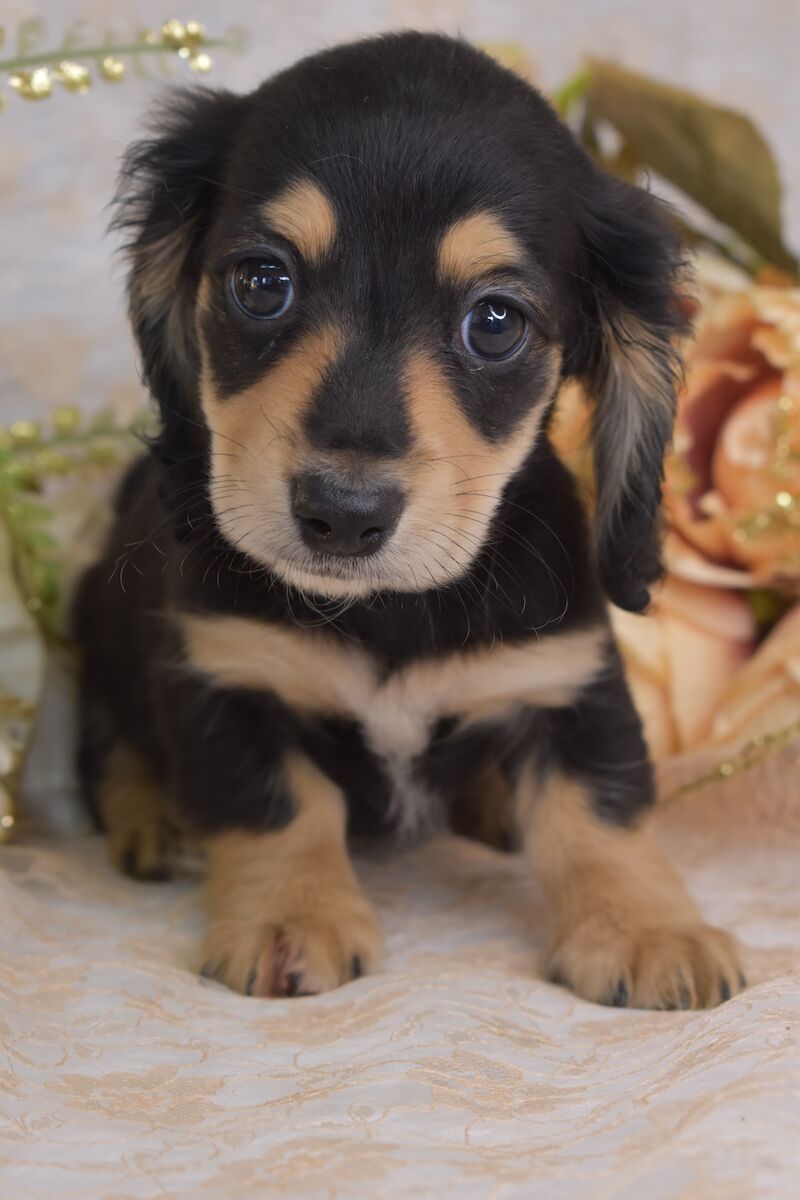 KC Long Coat Miniature Dachshund Puppies for sale in King's Lynn, Norfolk - Image 4