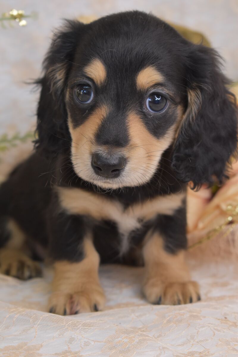 KC Long Coat Miniature Dachshund Puppies for sale in King's Lynn, Norfolk - Image 5