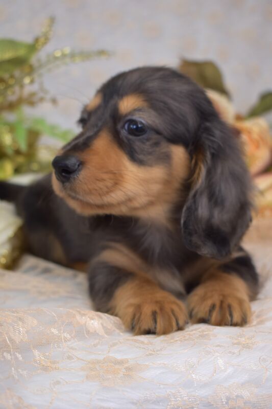 KC Long Coat Miniature Dachshund Puppies for sale in King's Lynn, Norfolk - Image 6