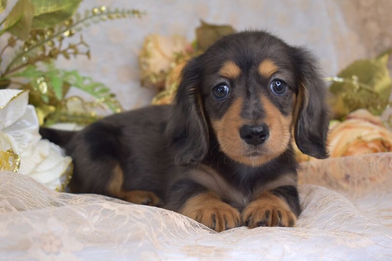 KC Long Coat Miniature Dachshund Puppies for sale in King's Lynn, Norfolk - Image 7