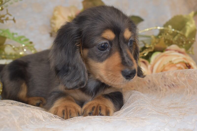 KC Long Coat Miniature Dachshund Puppies for sale in King's Lynn, Norfolk - Image 8