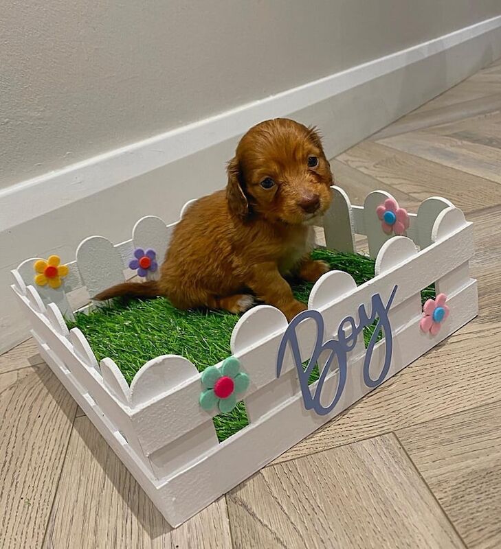 KC LONGHAIRED MINIATURE DACHSHUNDS for sale in Templepatrick, County Antrim