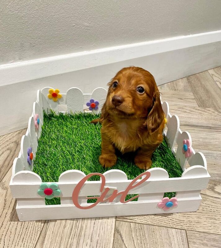 KC LONGHAIRED MINIATURE DACHSHUNDS for sale in Templepatrick, County Antrim - Image 2