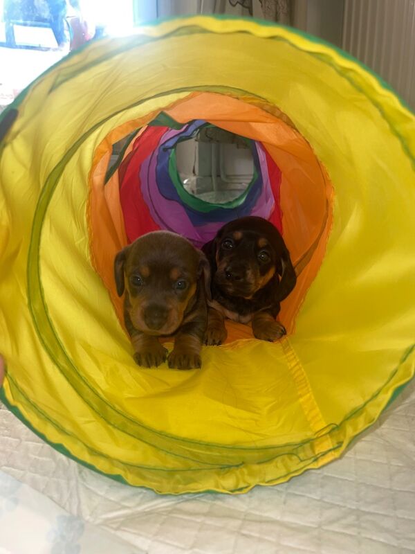 Kc Mini dachshund for sale in Wigan, Greater Manchester - Image 2