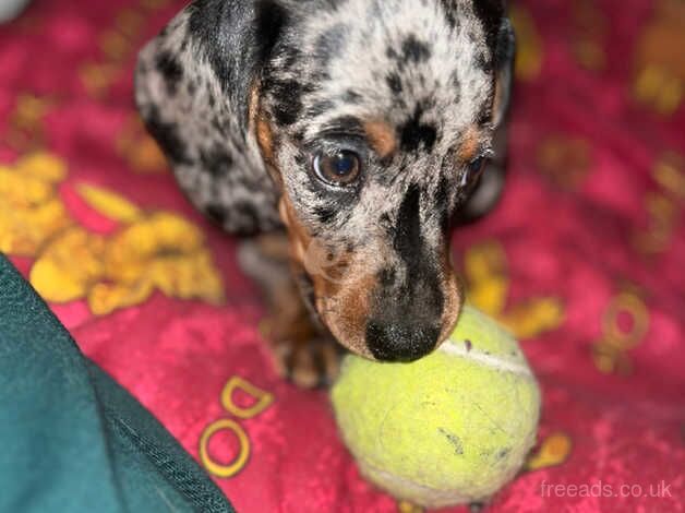 KC mini dachshund dapple female pup for sale in Glasgow, Glasgow City