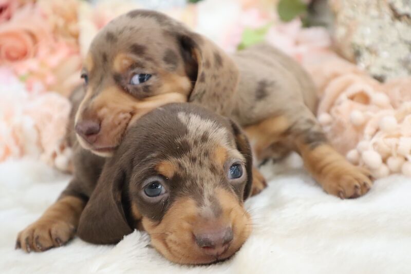 K.C Miniature Dachshund Puppies for sale in Wisbech, Cambridgeshire