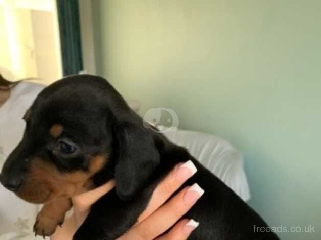 KC miniature Dachshund puppies for sale in Colchester, Essex