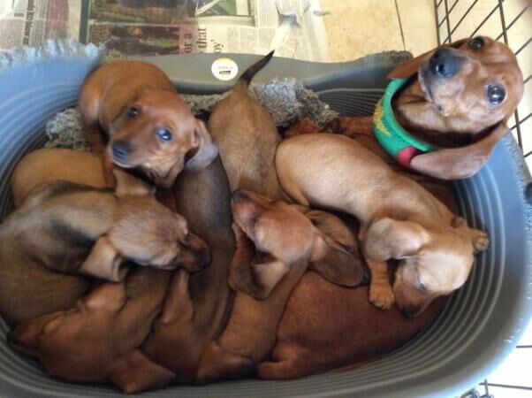 KC Miniature Dachshund puppies, PRA clear for sale in Weybridge, Surrey
