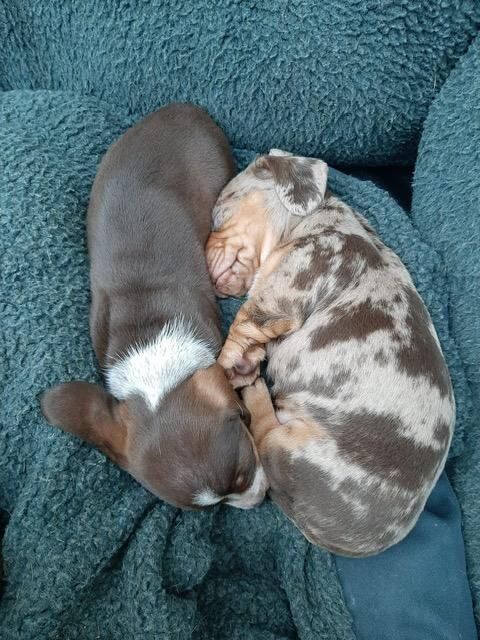 KC Miniature dachshund puppy for sale in Broadstairs, Kent - Image 3