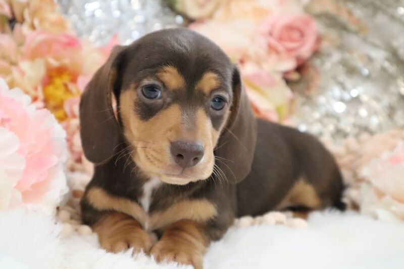 KC Miniature Dachshunds for sale in Wisbech, Cambridgeshire