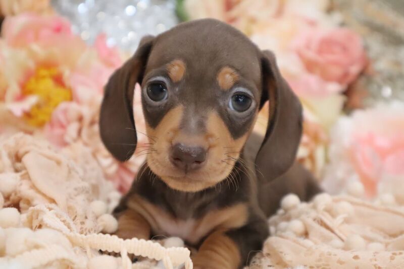 KC Miniature Dachshunds for sale in Wisbech, Cambridgeshire