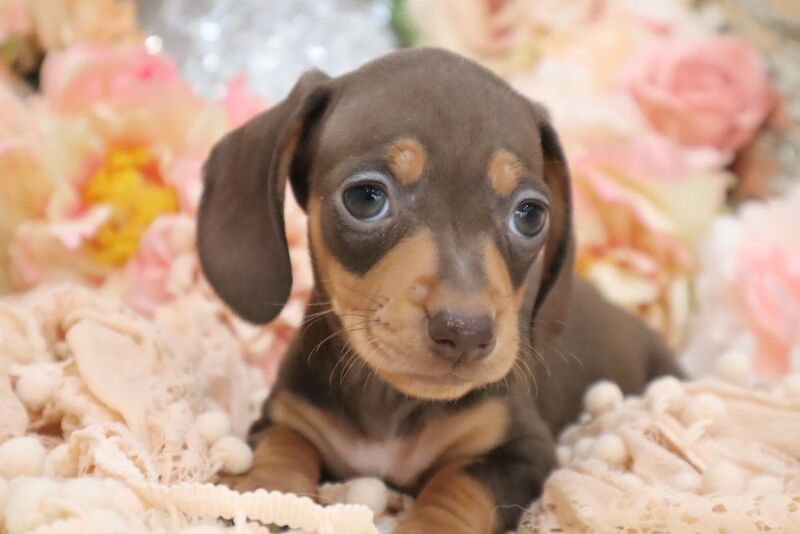 KC Miniature Dachshunds for sale in Wisbech, Cambridgeshire - Image 2