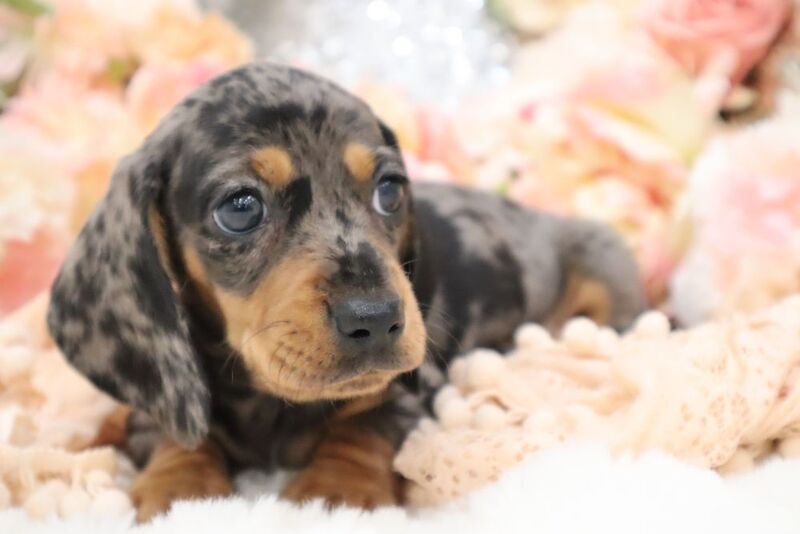 KC Miniature Dachshunds for sale in Wisbech, Cambridgeshire - Image 3