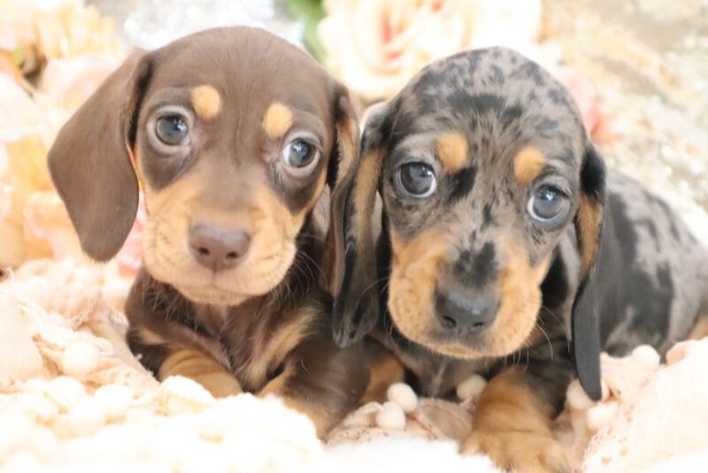 Dachshund Puppies for sale