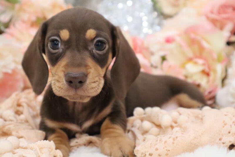 KC Miniature Dachshunds for sale in Wisbech, Cambridgeshire - Image 5