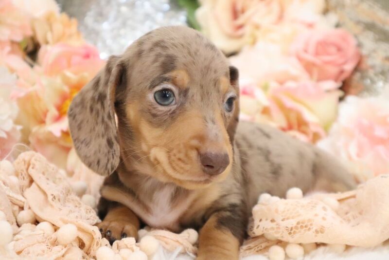 KC Miniature Dachshunds for sale in Wisbech, Cambridgeshire - Image 7