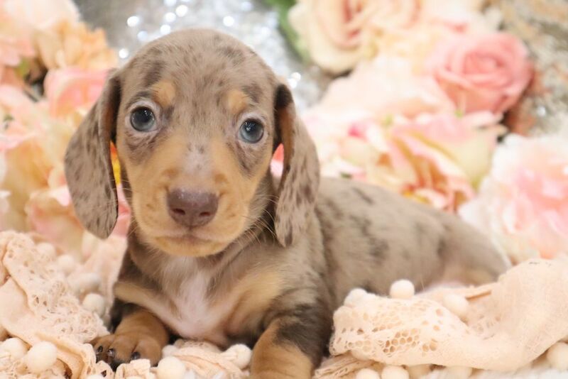 KC Miniature Dachshunds for sale in Wisbech, Cambridgeshire - Image 8