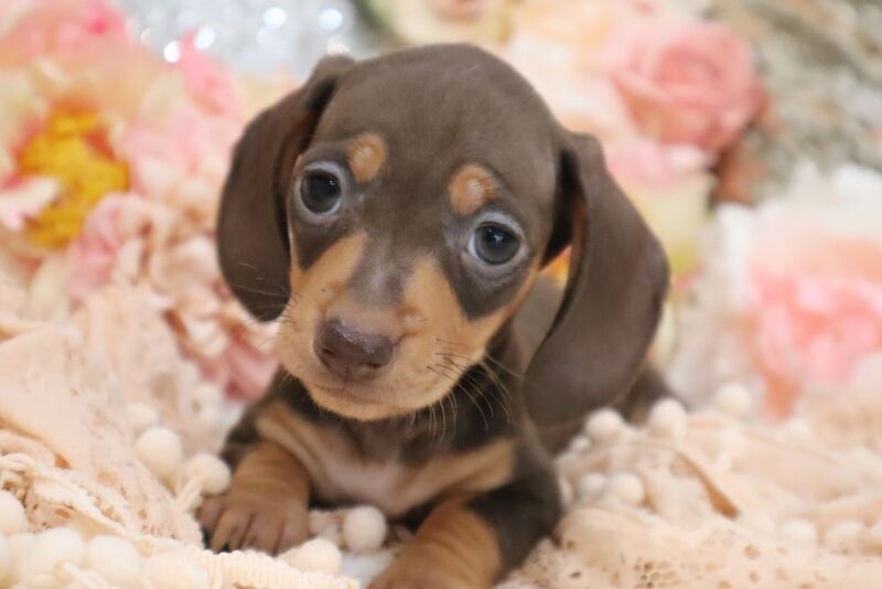 KC Miniature Dachshunds for sale in Wisbech, Cambridgeshire - Image 9