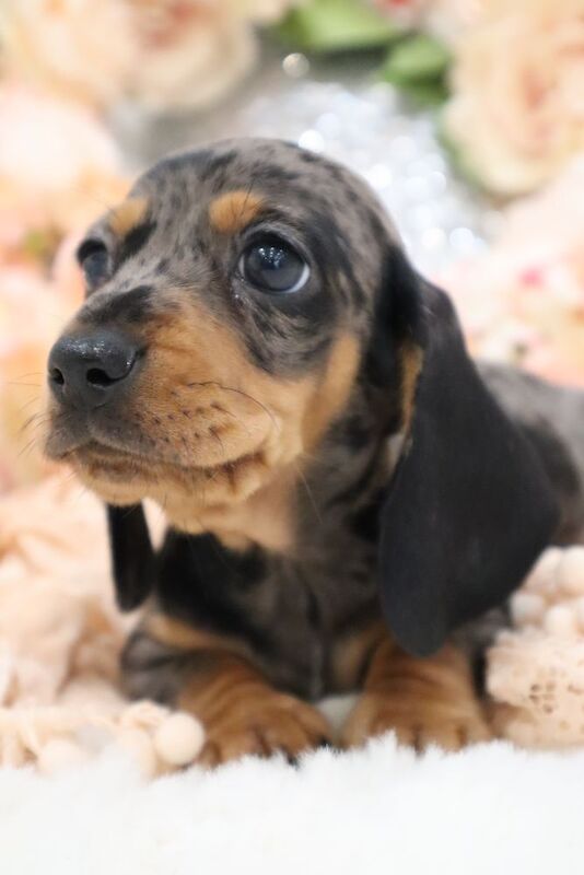 KC Miniature Dachshunds for sale in Wisbech, Cambridgeshire - Image 10