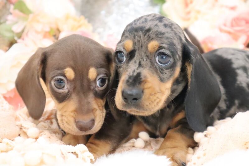 KC Miniature Dachshunds for sale in Wisbech, Cambridgeshire - Image 14