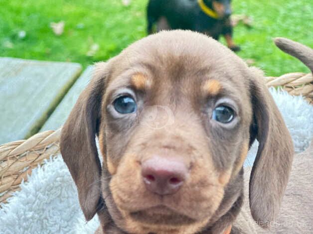 KC Miniature Dachshunds for sale in Peterhead, Aberdeenshire