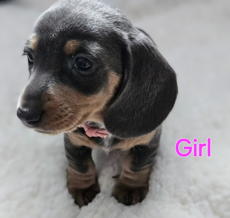 Pedigree Miniature Smooth Dachshund Puppies READY TO GO NOW for sale in Walsall, West Midlands - Image 2