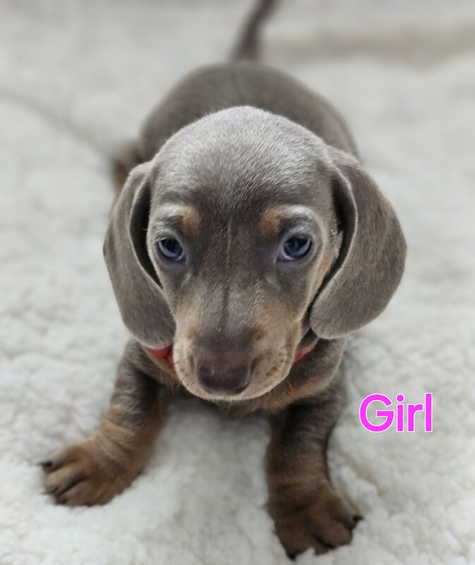 Pedigree Miniature Smooth Dachshund Puppies READY TO GO NOW for sale in Walsall, West Midlands - Image 3