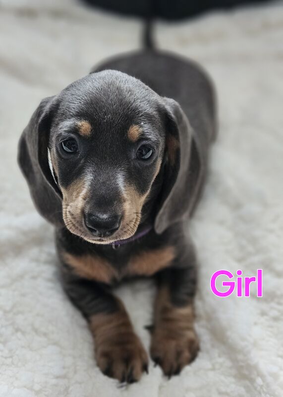 Pedigree Miniature Smooth Dachshund Puppies READY TO GO NOW for sale in Walsall, West Midlands - Image 4