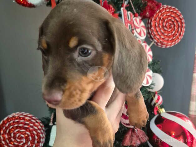 Kc miniture dachshunds for sale in Shrewsbury, Shropshire