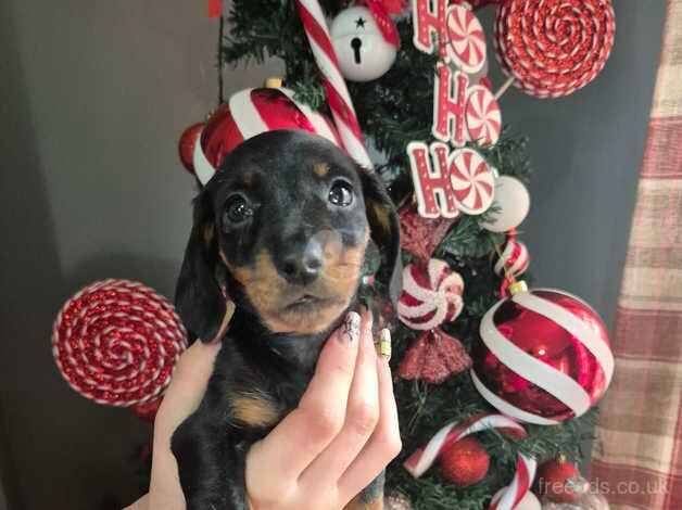 KC Registered Dachshund Puppies for sale in Shropshire