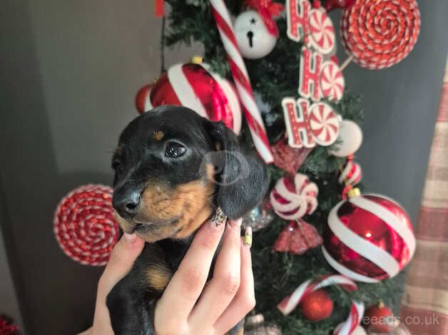 Dachshund Puppies for sale