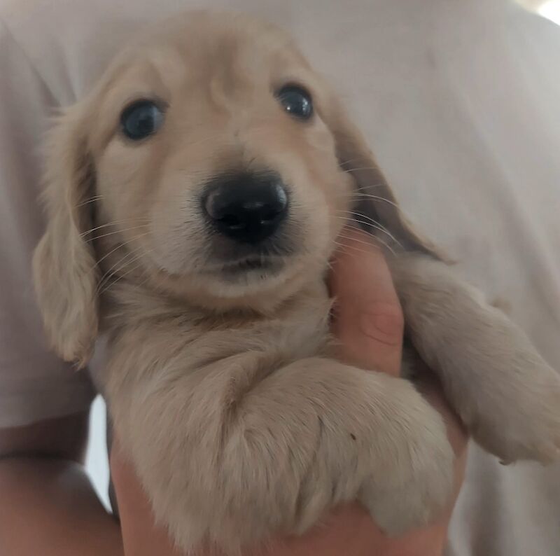 Kc pra clear longhaired miniature dachshund for sale in Southampton, Hampshire