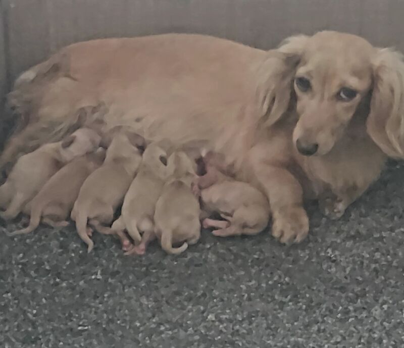 Dachshund Puppies for sale