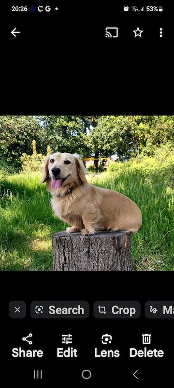 Kc pra clear longhaired miniature dachshund for sale in Southampton, Hampshire - Image 5