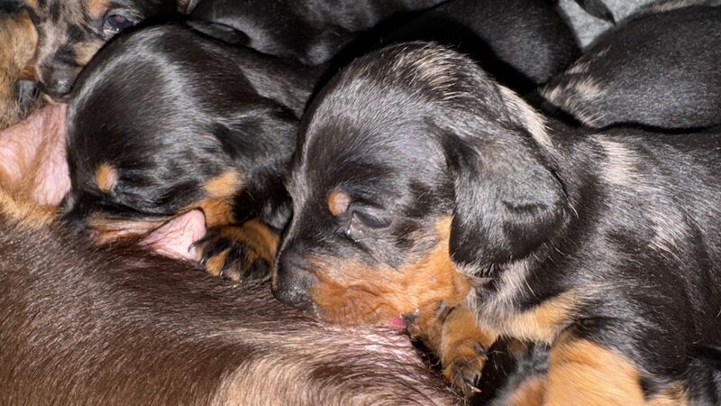 Reduced*KC, PRA clear mini dachshund puppies for sale in Witney, Oxfordshire - Image 2