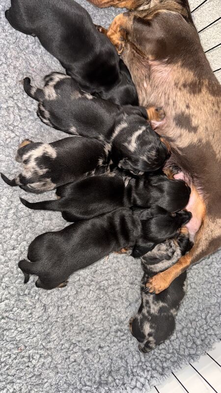 Reduced*KC, PRA clear mini dachshund puppies for sale in Witney, Oxfordshire - Image 3