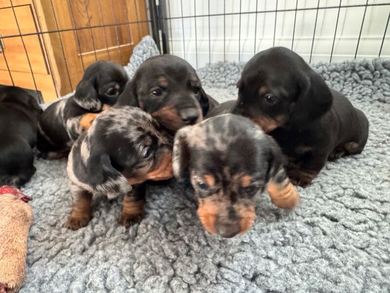 Reduced*KC, PRA clear mini dachshund puppies for sale in Witney, Oxfordshire - Image 4