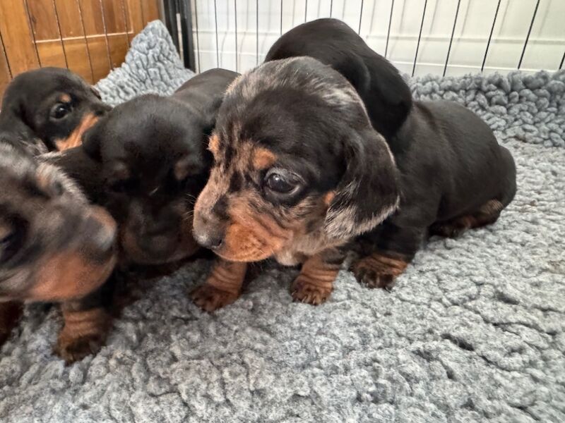 Reduced*KC, PRA clear mini dachshund puppies for sale in Witney, Oxfordshire - Image 5