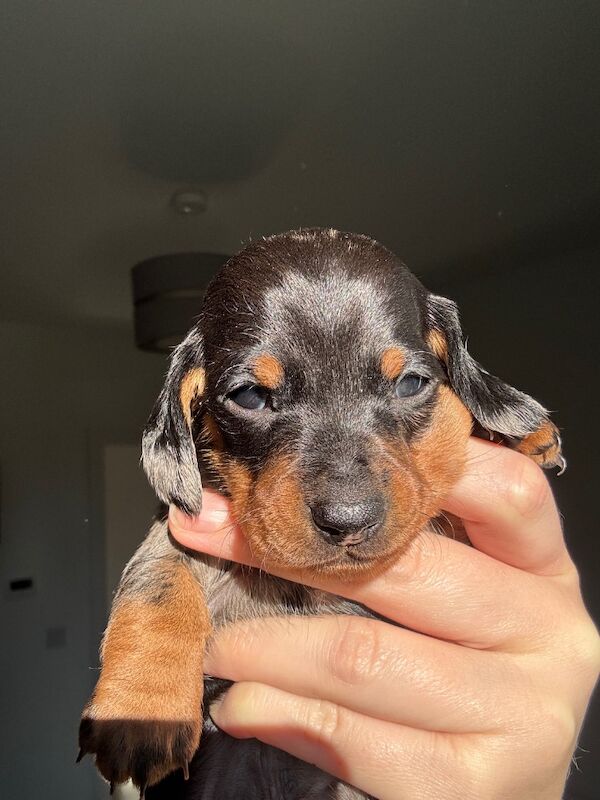 Reduced*KC, PRA clear mini dachshund puppies for sale in Witney, Oxfordshire - Image 6