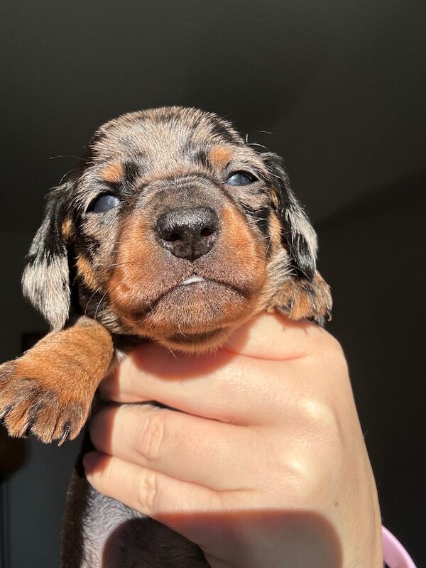 Reduced*KC, PRA clear mini dachshund puppies for sale in Witney, Oxfordshire - Image 7