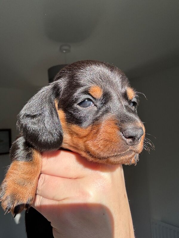 Reduced*KC, PRA clear mini dachshund puppies for sale in Witney, Oxfordshire - Image 8