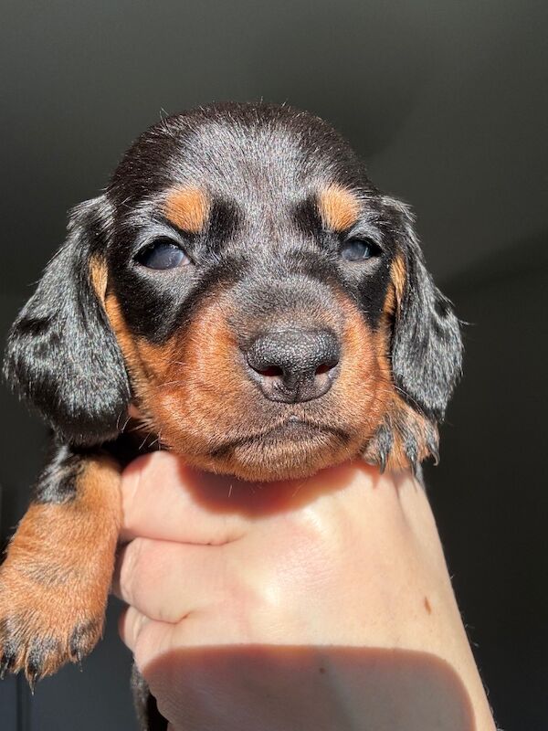 Reduced*KC, PRA clear mini dachshund puppies for sale in Witney, Oxfordshire - Image 9