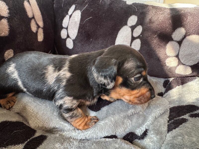 Reduced*KC, PRA clear mini dachshund puppies for sale in Witney, Oxfordshire - Image 10